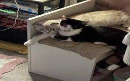 Domestic Shorthair cats for sale: Beautiful Black & White boy kitten total lap cat!! - Image 9