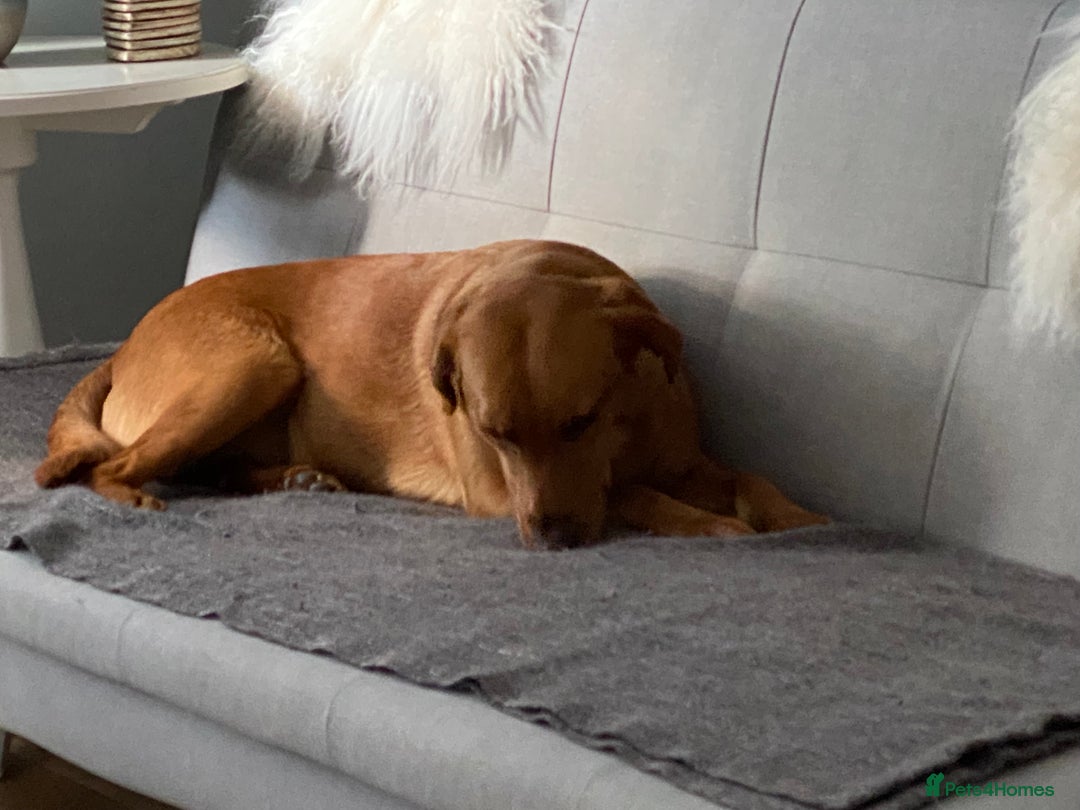 Labrador Retriever dogs for sale: Sweet❤️heart Labrador pups arriving soon! - Image 10