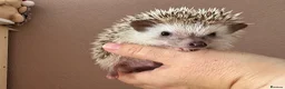 Pygmy Hedgehog rodents for sale: Baby Pygmy hedgehogs for sale ready to leave  - Advert 1