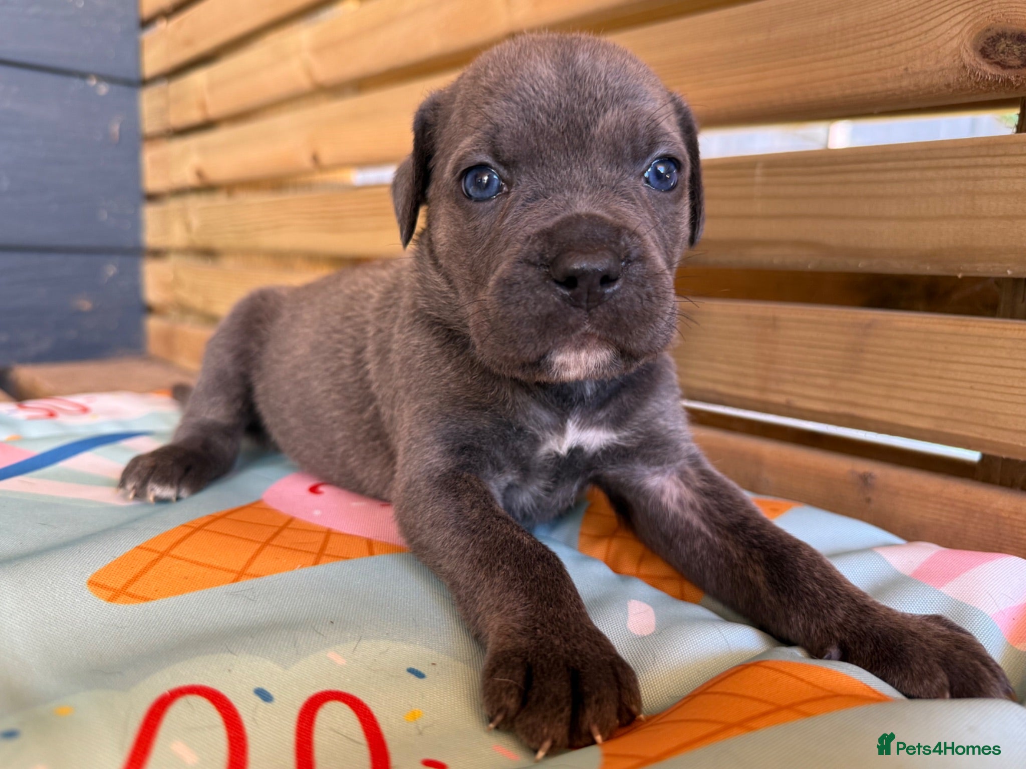 Cane Corso dogs Stunning cane corso 🐶 - Advert 1