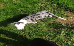 Bearded Collie dogs for sale: Beautiful blue merle border collie pups! - Image 15