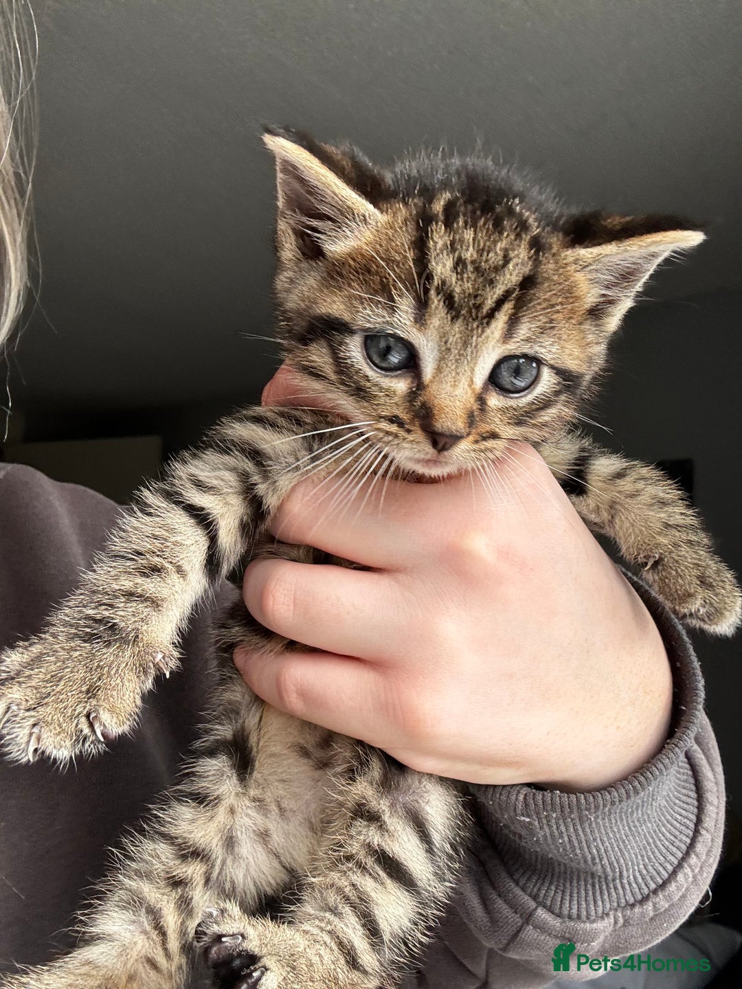 Mixed Breed cats for sale: Beautiful cross mixed breed bengal/tabby kittens  - Image 3