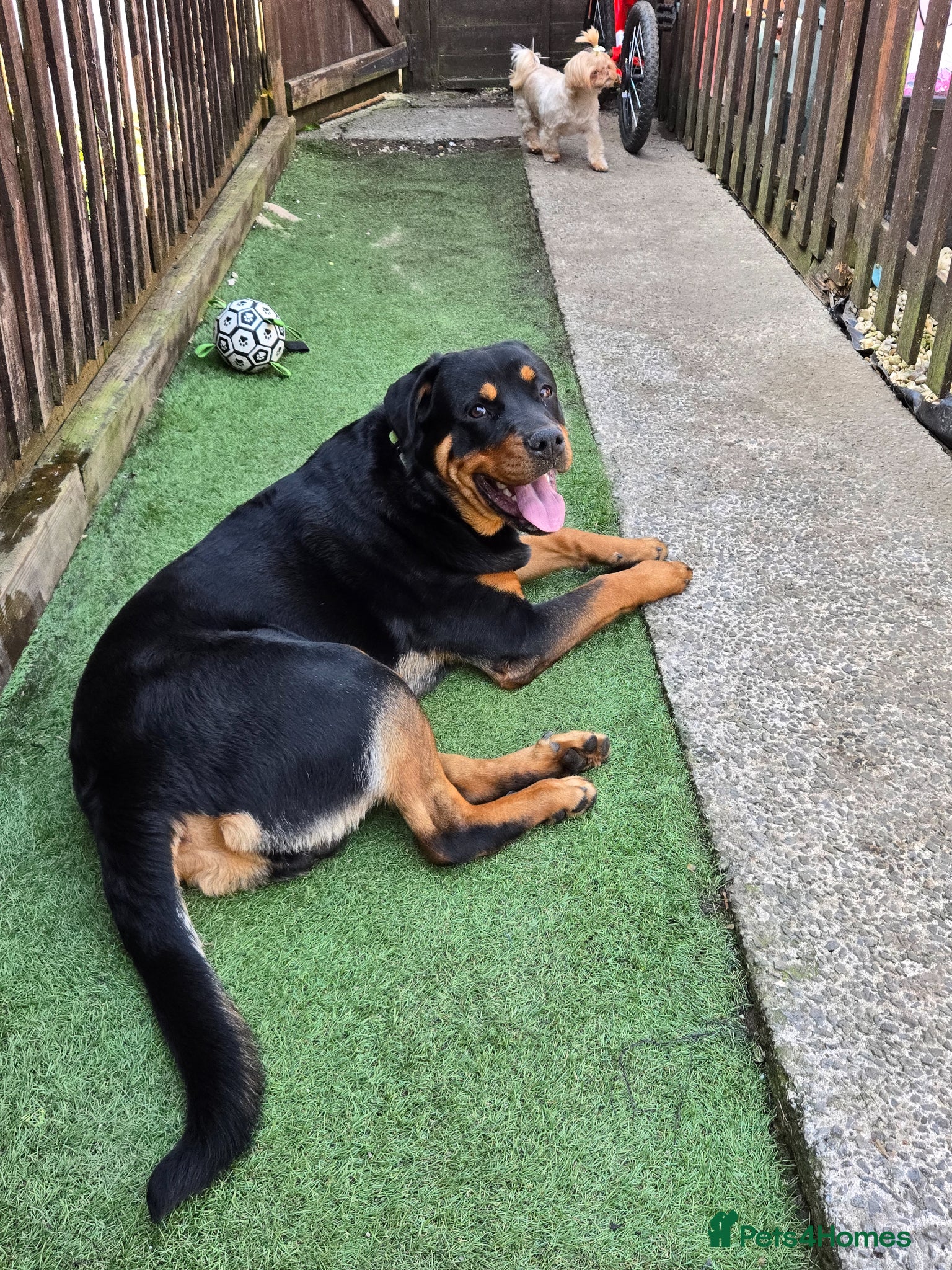 Rottweiler dogs 8 month old Rottweiler for sale. - Advert 1