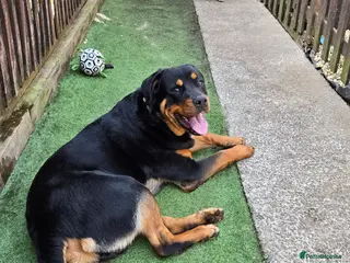 Rottweiler dogs 8 month old Rottweiler for sale. - Advert 1