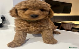 Mini Goldendoodle dogs for sale: 🌟 Mini Goldendoodle Puppies 8 Weeks Old 🌟 - Image 3