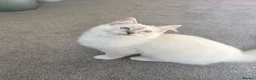 Ragdoll cats for sale: GCCF Mitted Lilac Lynx Active boy - Advert 16
