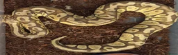 Python Snake reptiles for sale: 5 for £50 -adult docile Corn Snake & Ball Pythons - Advert 10