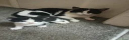 Mixed Breed cats for sale: Adorable Kittens for Sale – All 3 for £270 in West Bromwich - Advert 2