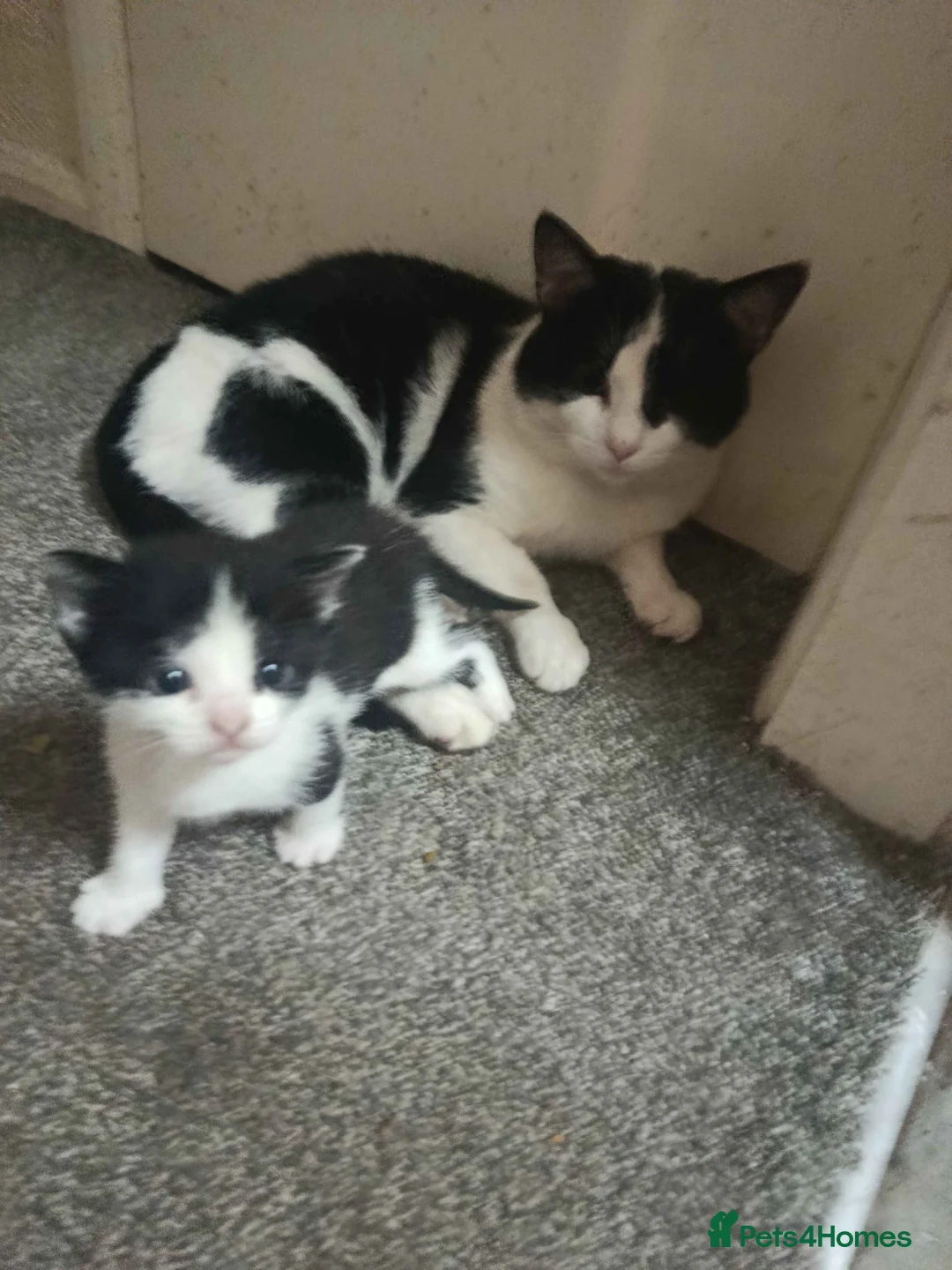 Mixed Breed cats for sale: Adorable Kittens for Sale – All 3 for £270 in West Bromwich - Advert 2