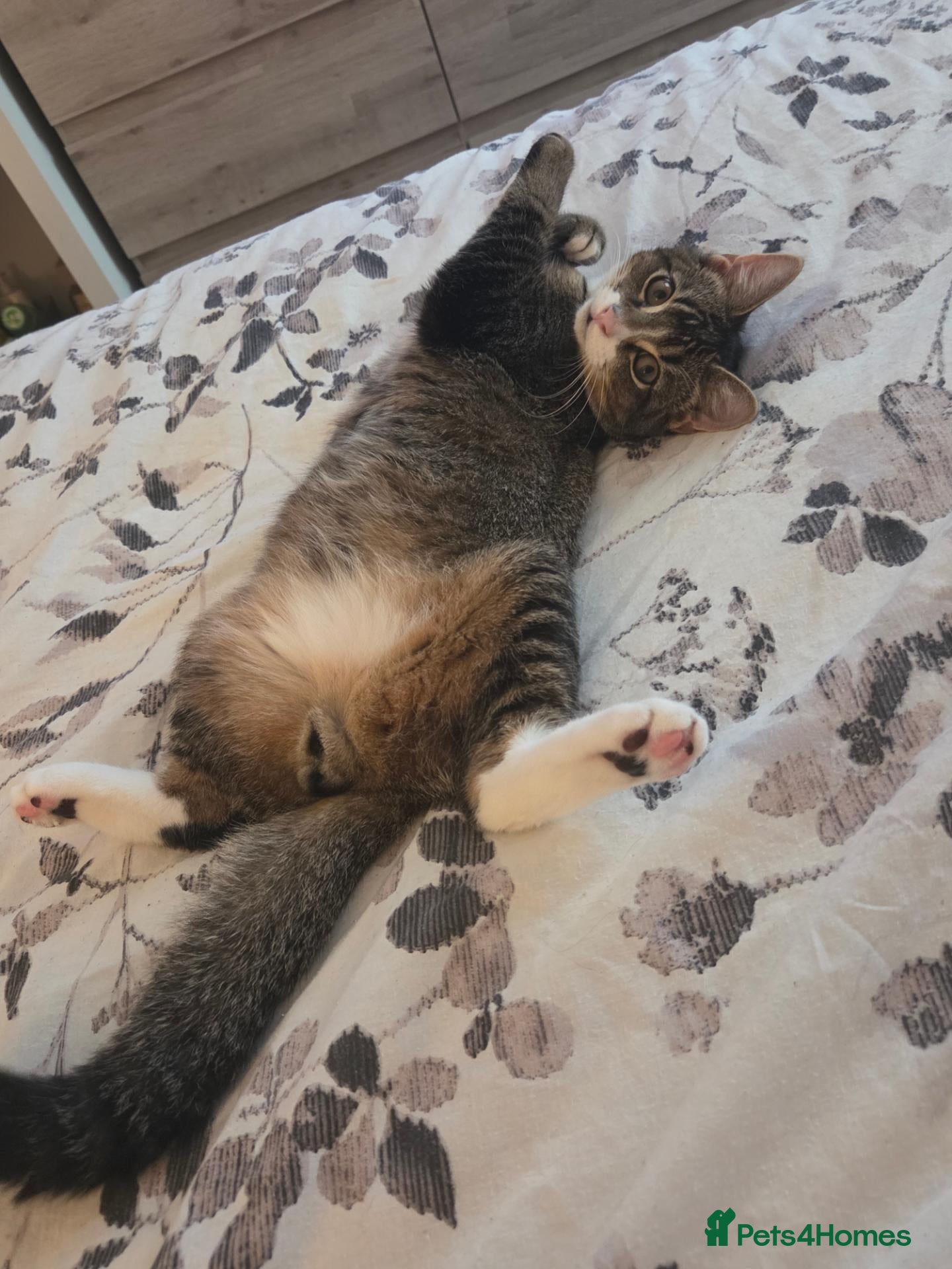 Mixed Breed cats 4 months old male tabby  - Advert 4