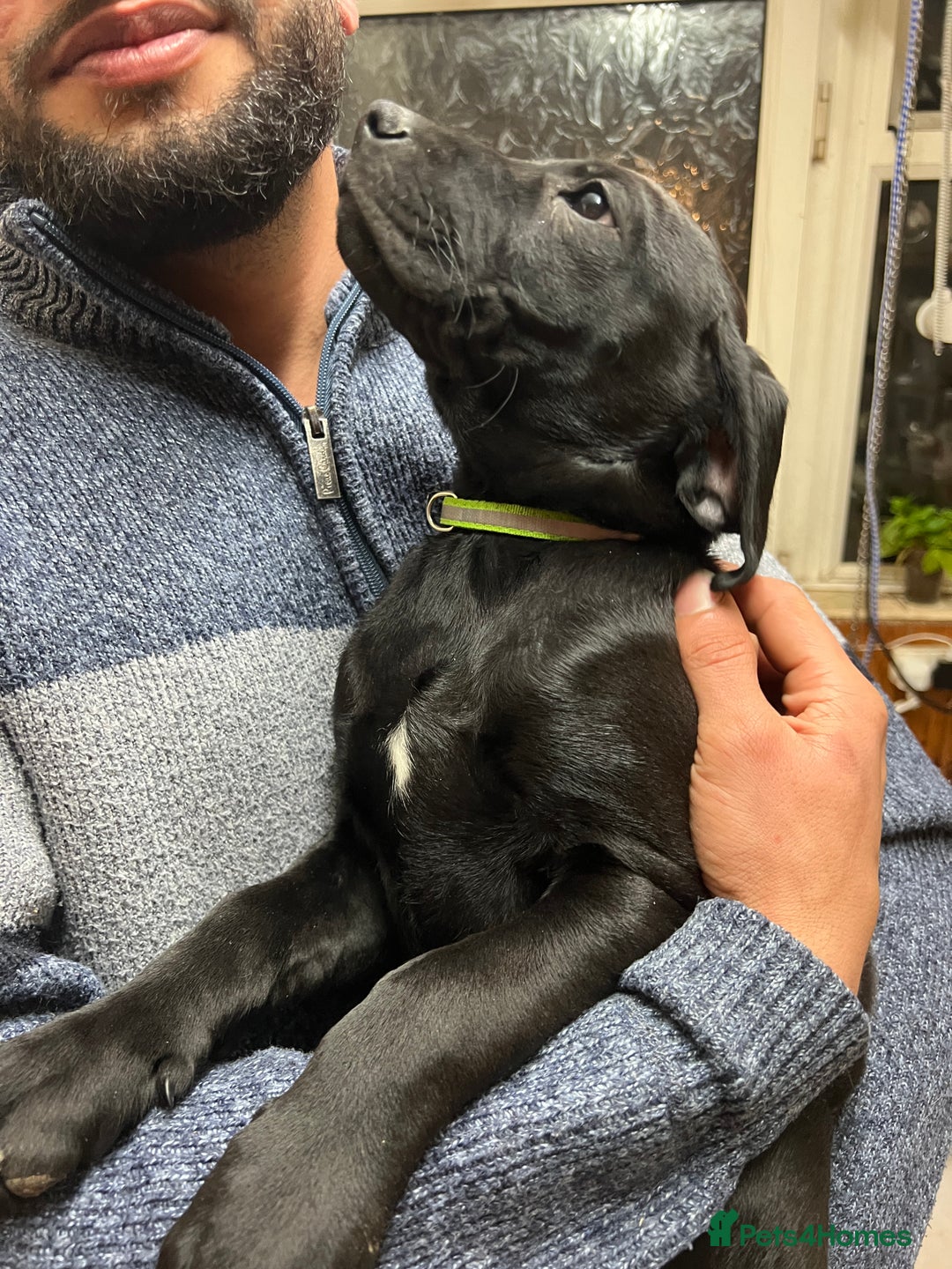 Mixed Breed dogs for sale: Beautiful mix Labrador/German Shepherd/Stuffy - Advert 6