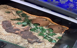 Corn Snake reptiles for sale: Albino Corn Snake with set up unsexed 1 year old  - Image 7