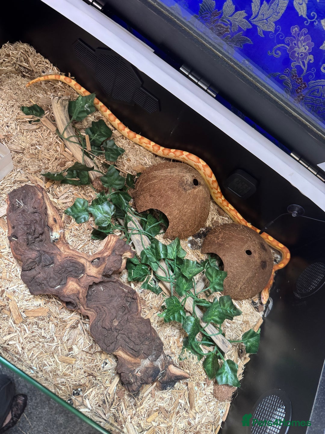 Corn Snake reptiles for sale: Albino Corn Snake with set up unsexed 1 year old  - Image 7