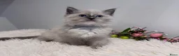 Ragdoll cats for sale: Beautiful TICA registered Ragdoll kittens  - Advert 4