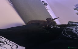 Mixed Breed rabbits for sale: Female mixed breed rabbit  - Advert 3