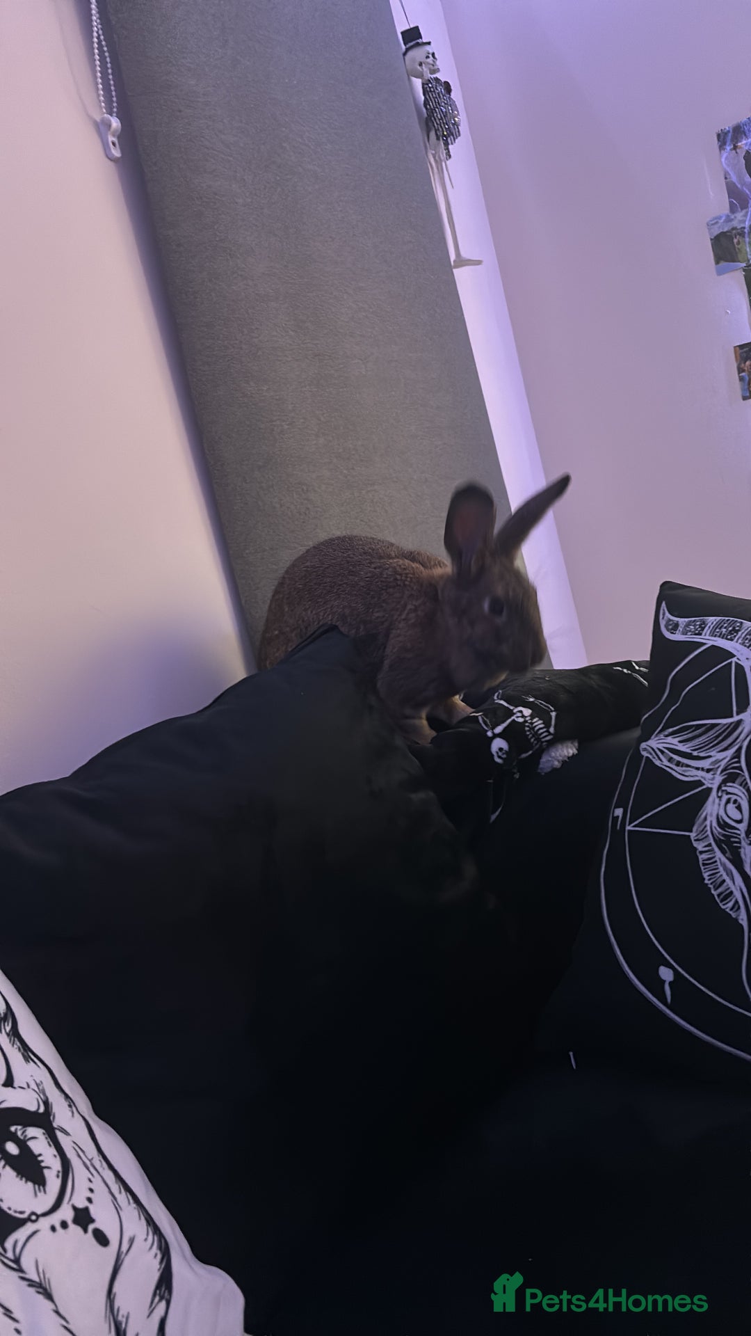 Mixed Breed rabbits for sale: Female mixed breed rabbit  - Advert 3