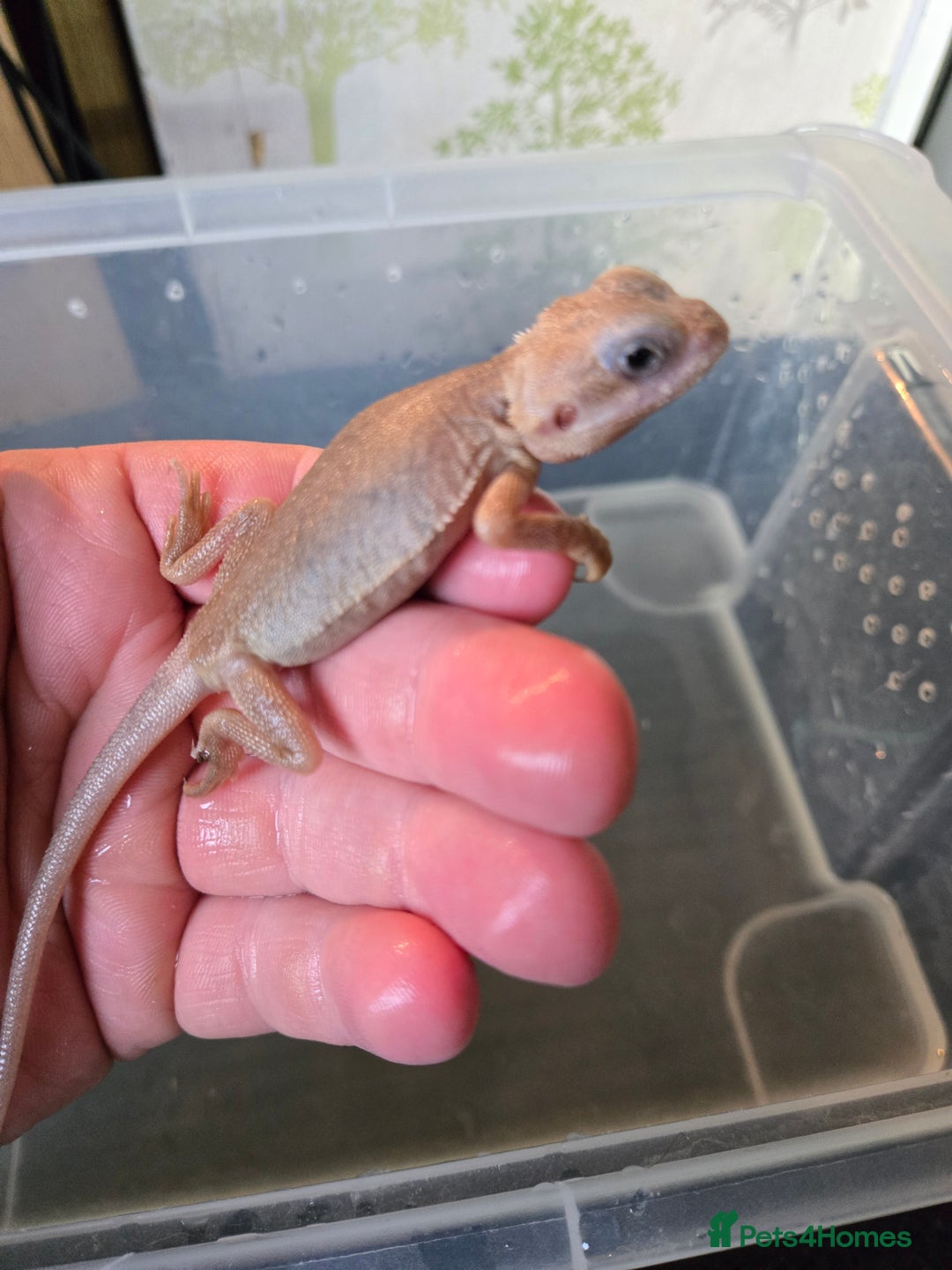 Bearded Dragon reptiles for sale: Trans zero bearded dragon.  - Image 3