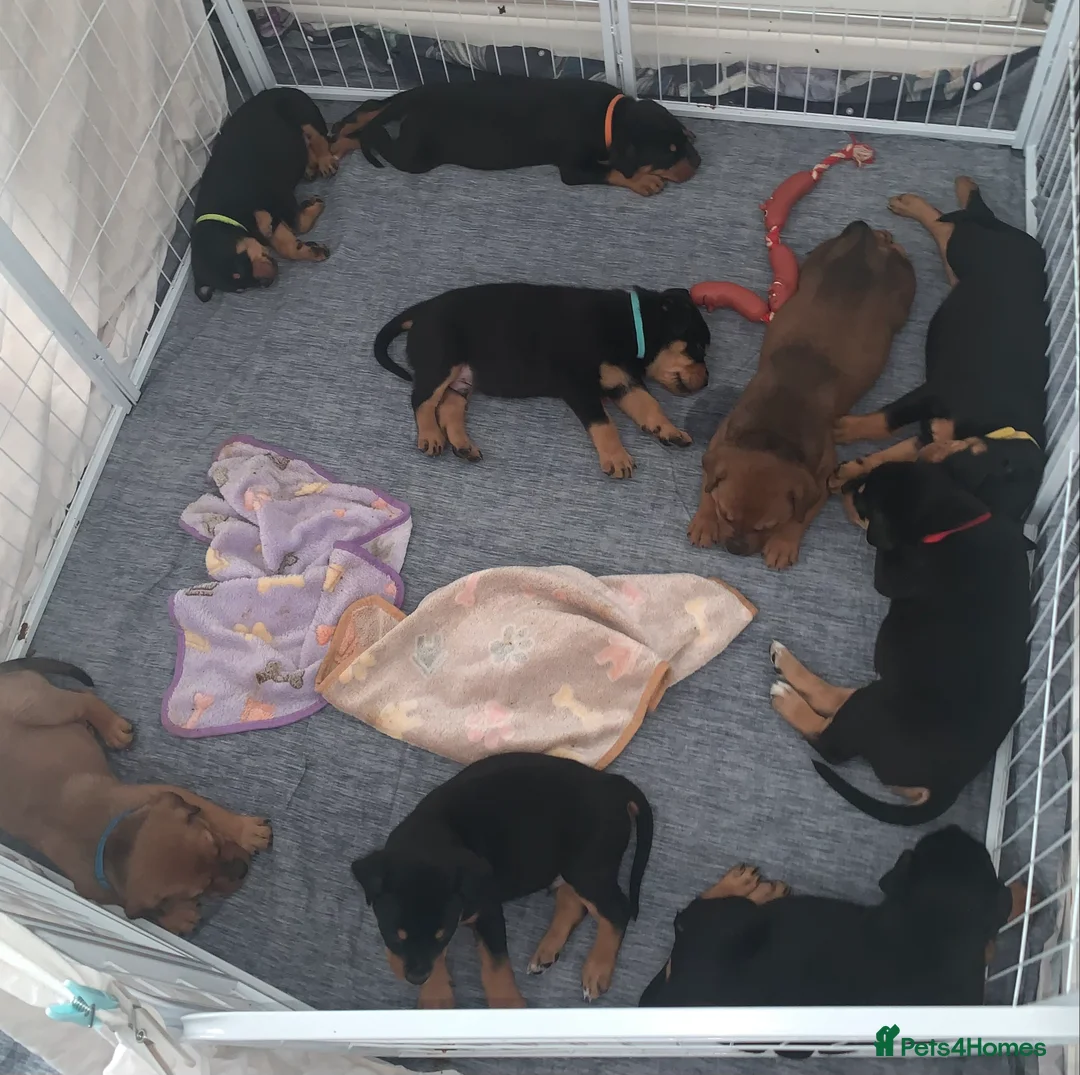 Mixed Breed dogs for sale: Rottweiler x American bull staffie - Advert 1