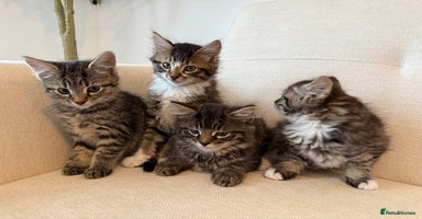 Maine Coon cats - Advert 13