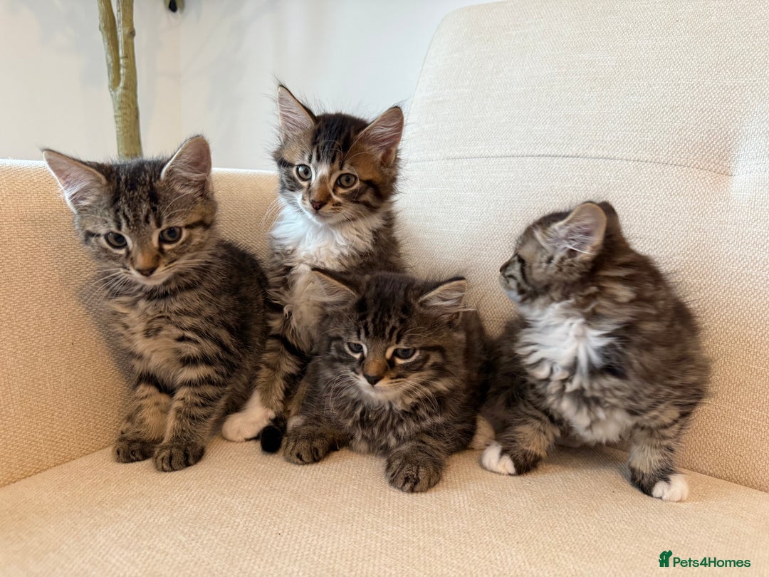 Maine Coon cats for sale: Tabby Kittens  - Image 3