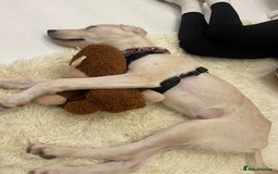 Mixed Breed dogs for sale: Husky and Labrador mix breed (Haskador) - Image 3