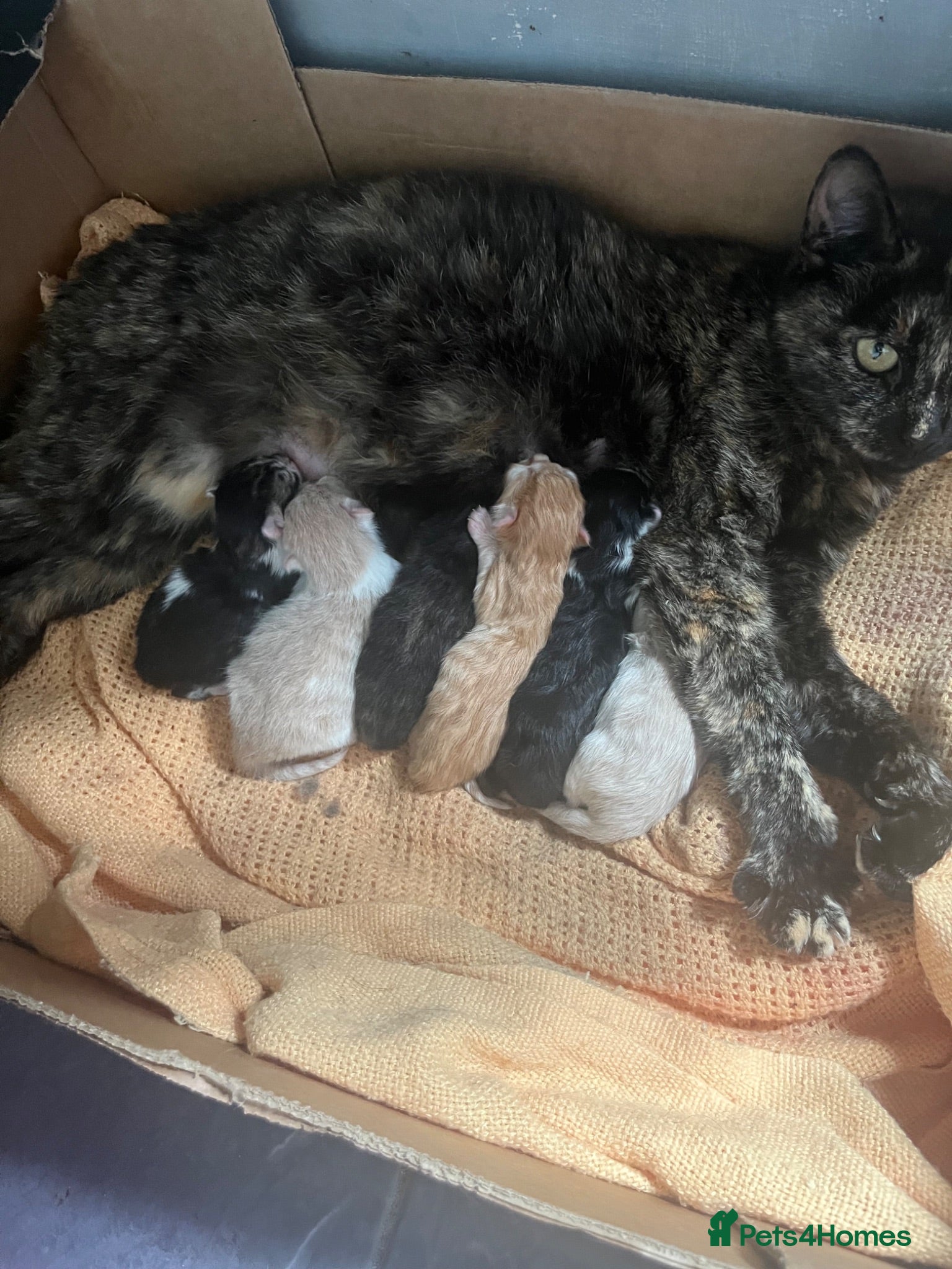 Mixed Breed cats Beautiful fluffy kittens, ready to leave now - Advert 1