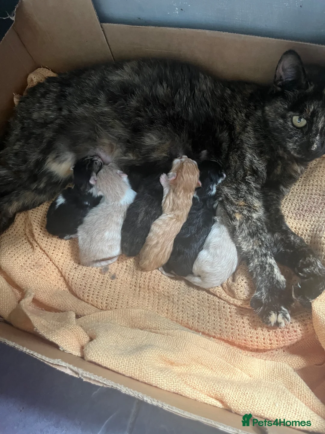 Mixed Breed cats for sale: Beautiful fluffy kittens, ready to leave now - Advert 1