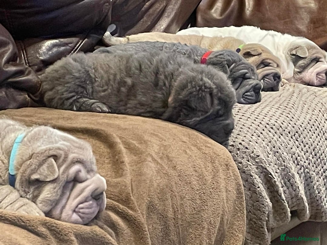 Shar Pei dogs for sale: 4 Shar pei puppies for sale - Advert 4