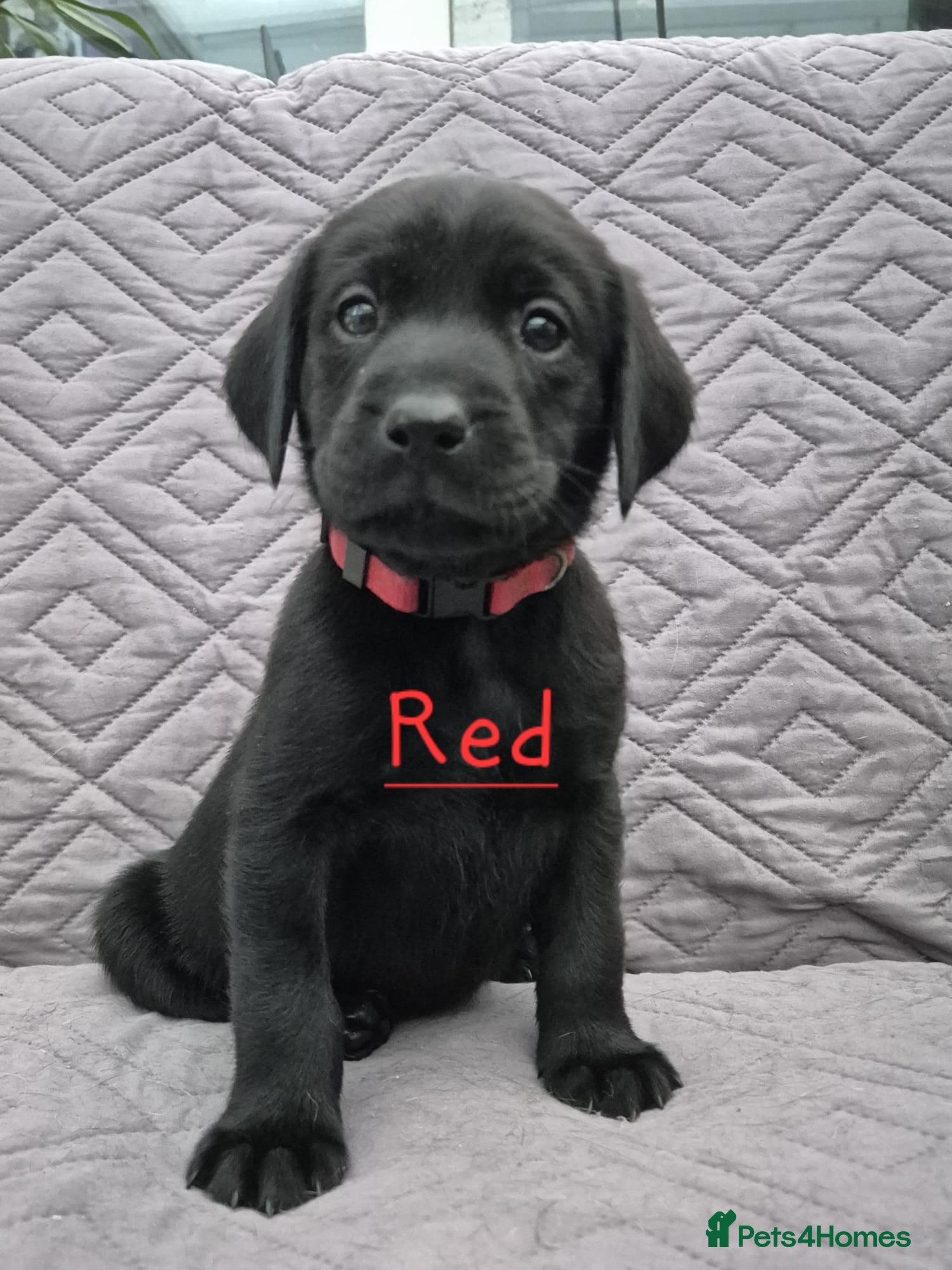 Labrador Retriever dogs Gorgeous KC registered Labrador puppies  - Advert 6