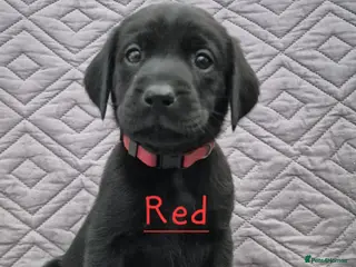 Labrador Retriever dogs Gorgeous KC registered Labrador puppies - Advert 6