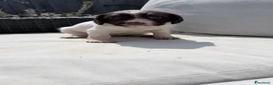English Springer Spaniel 3
