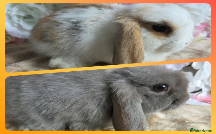 Mini Lop rabbits - Advert 5