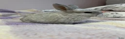 Mini Lop rabbits for sale: 6 mini lops for collection on 20th August 2026 - Advert 28