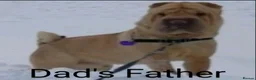 Shar Pei dogs for sale: Beautiful litter of Shar Pei Puppies  - Advert 17