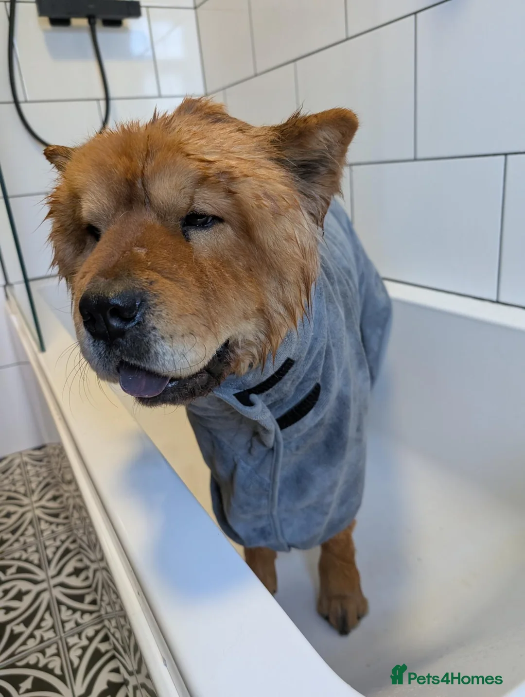 Chow Chow dogs for sale: Loving Chow Chow needs a home  - Advert 10