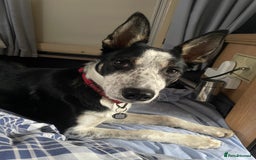 Border Collie dogs for sale: Nala Beautiful, short hair border collie female  - Image 2