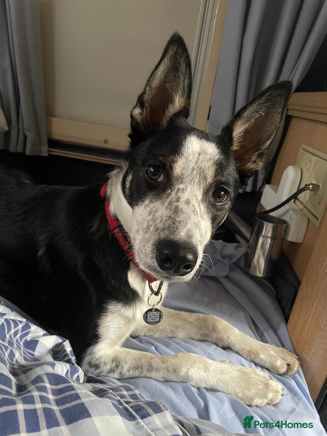 Border Collie dogs for sale: Nala Beautiful, short hair border collie female  - Image 2
