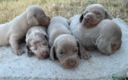 Miniature Dachshund dogs for sale: Miniature dachshund - Image 2