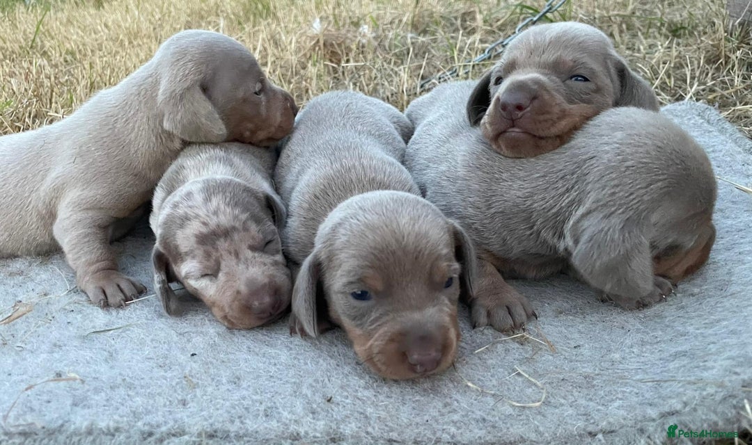 Miniature Dachshund dogs for sale: Miniature dachshund - Image 2