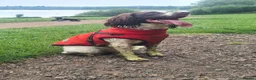 Sproodle dogs for sale: Springer Spaniel Miniature Poodle Sproodle Puppies - Advert 3