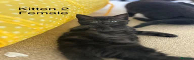 Mixed Breed Kitten 2