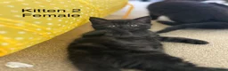Mixed Breed cats for sale: Two black/Tabby kittens  in Exeter - Advert 7