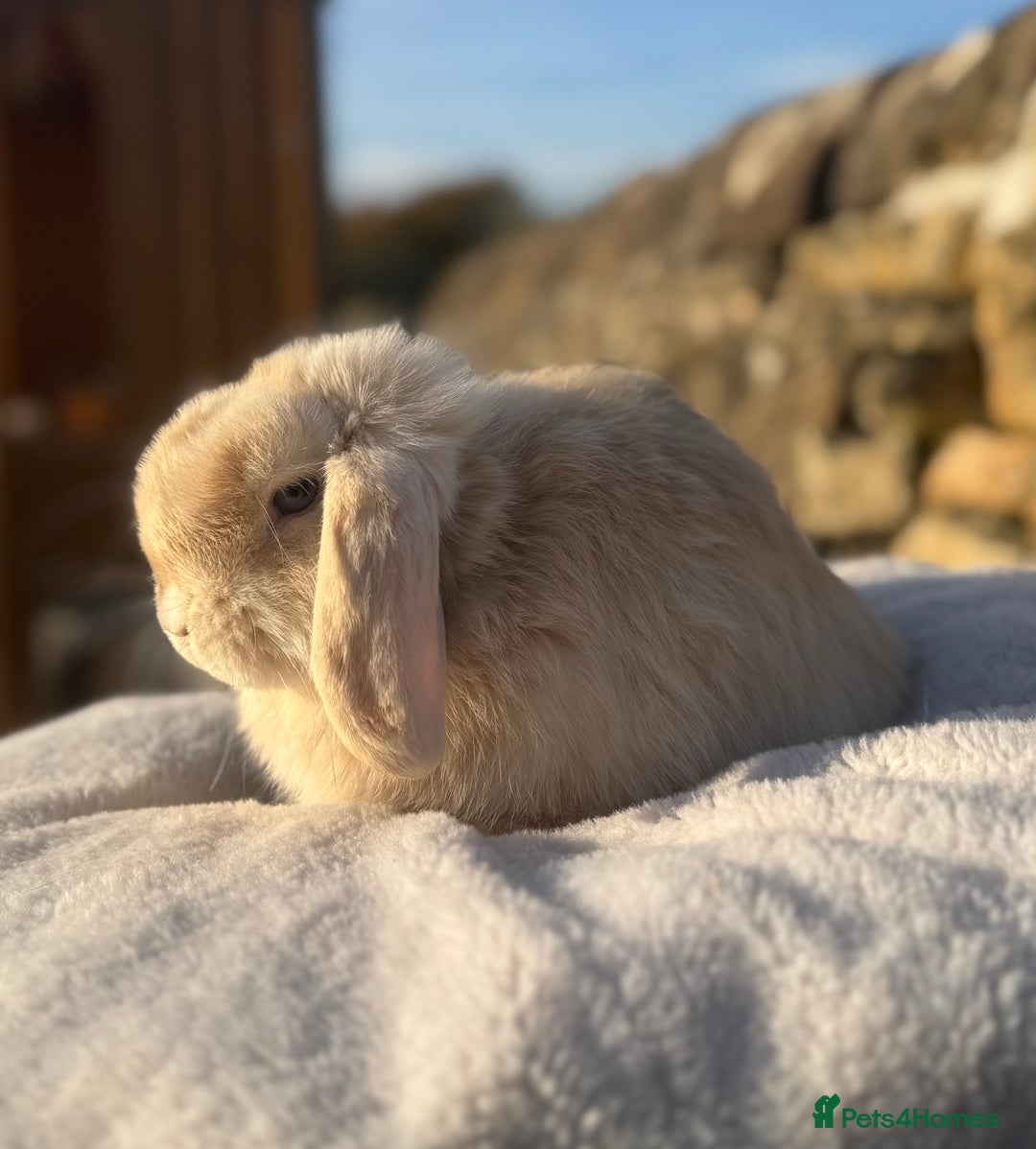 Mini Lop rabbits for sale: Black Harli VM Mini Lop Doe - Advert 3