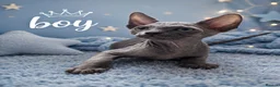 Sphynx cats for sale: Sphynx Kittens Looking for Their Forever Homes - Advert 6
