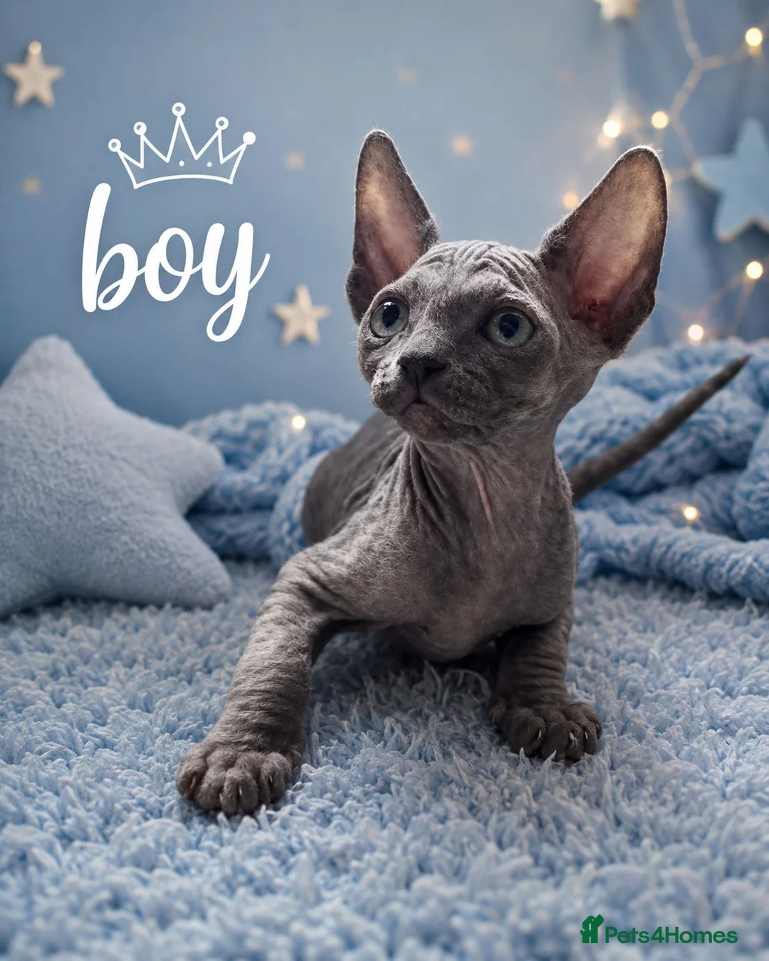 Sphynx cats for sale: Sphynx Kittens Looking for Their Forever Homes - Advert 6