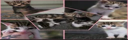 Mixed Breed cats for sale: Tabby kittens  - Advert 8