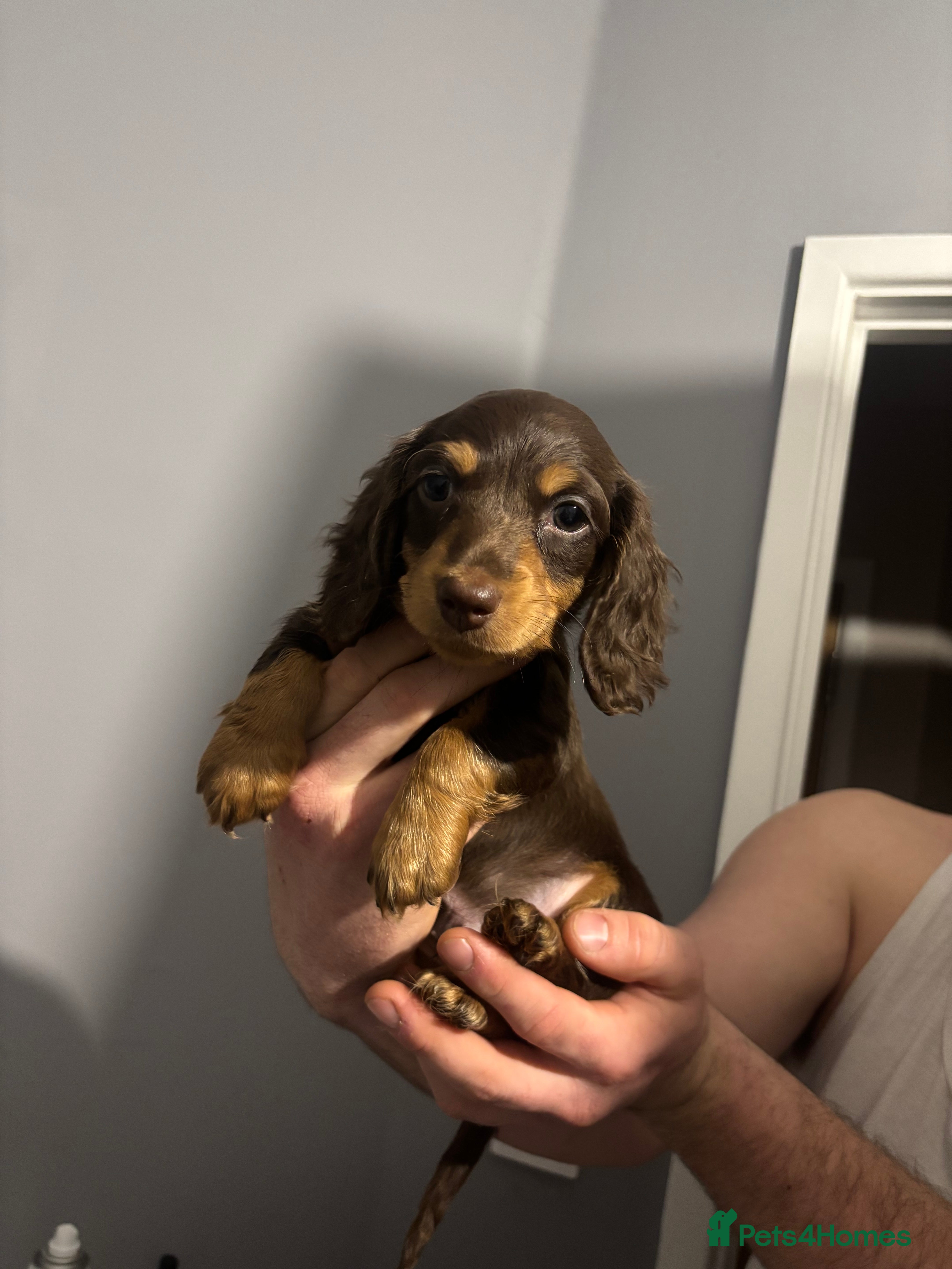 Dachshund dogs Male chocolate & tan miniature daschund   - Advert 1