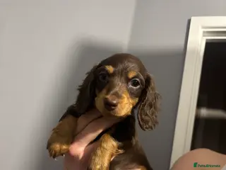 Dachshund dogs Male chocolate & tan miniature daschund - Advert 1