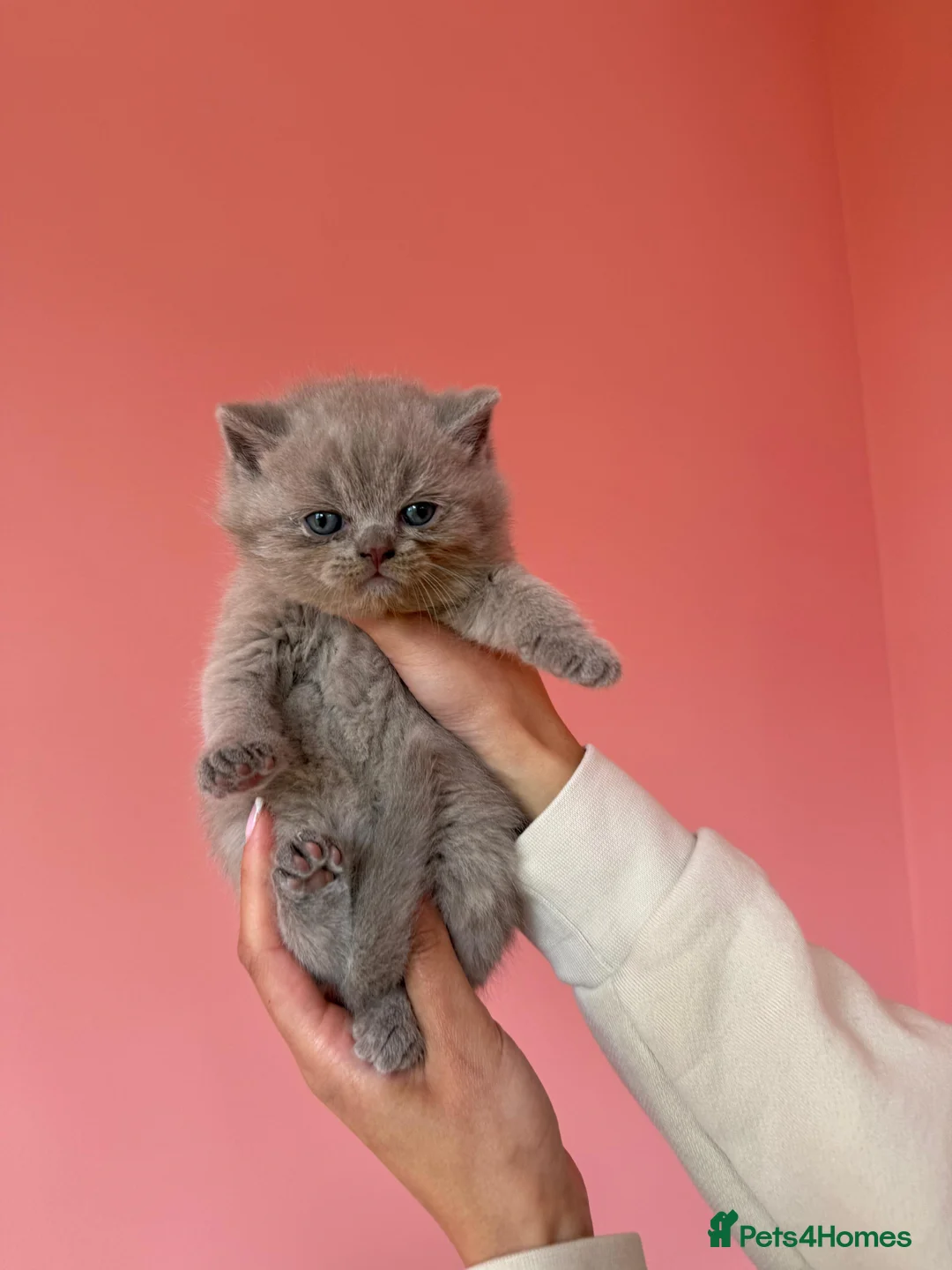 British Shorthair cats for sale: Beautiful chunky British shorthaired kittens  - Advert 2