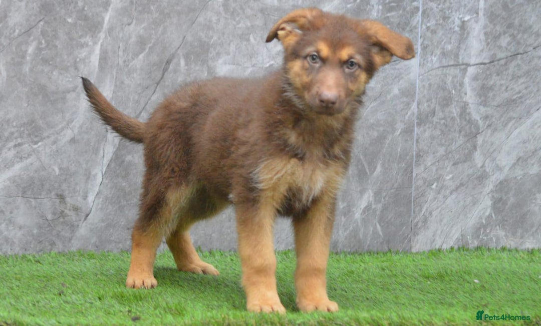 German Shepherd dogs for sale: KC Registered GSD Litter – 1 Male Available - Advert 14